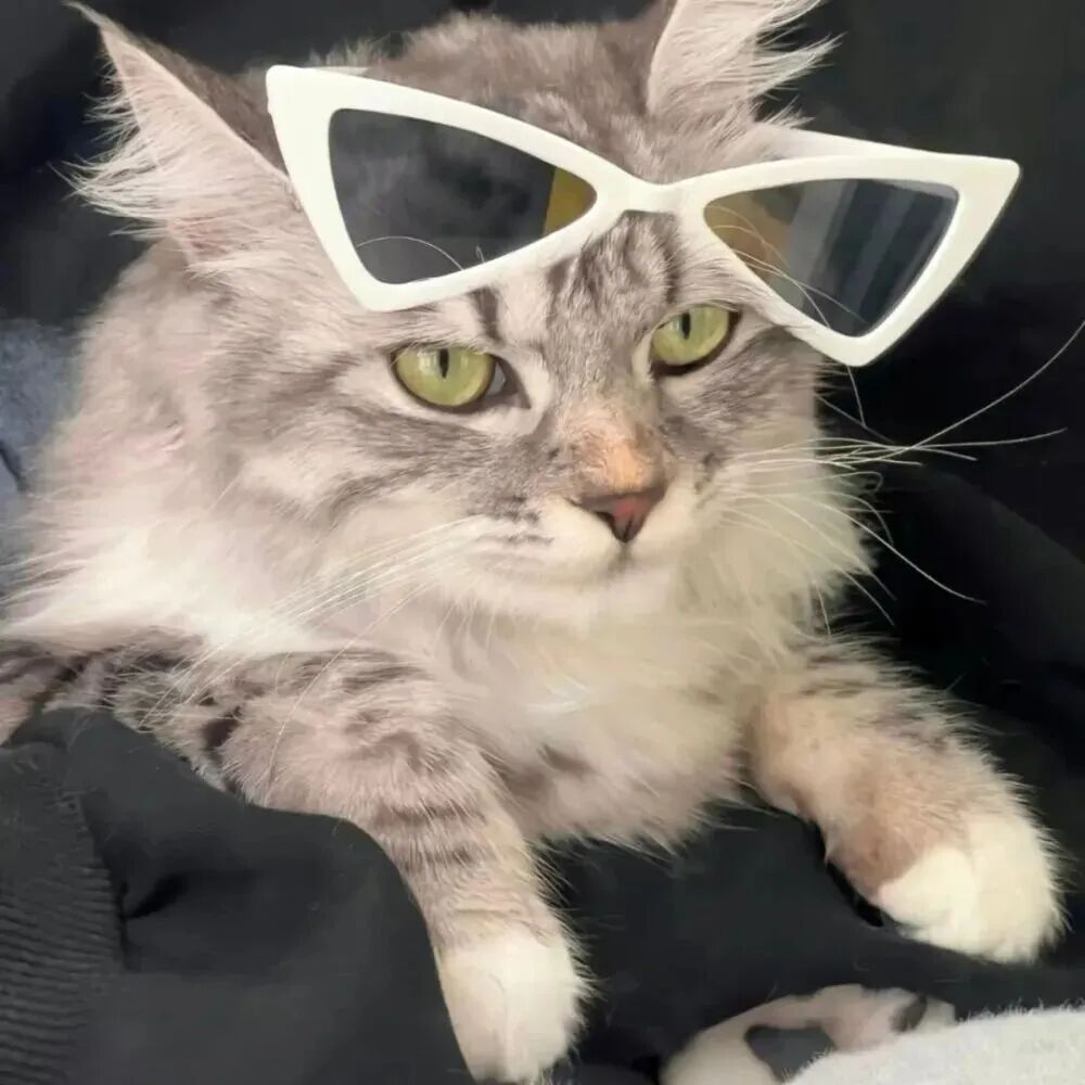 冷酷墨镜猫咪萌宠头像