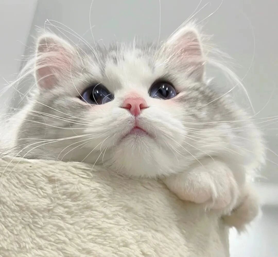 猫咪萌宠头像