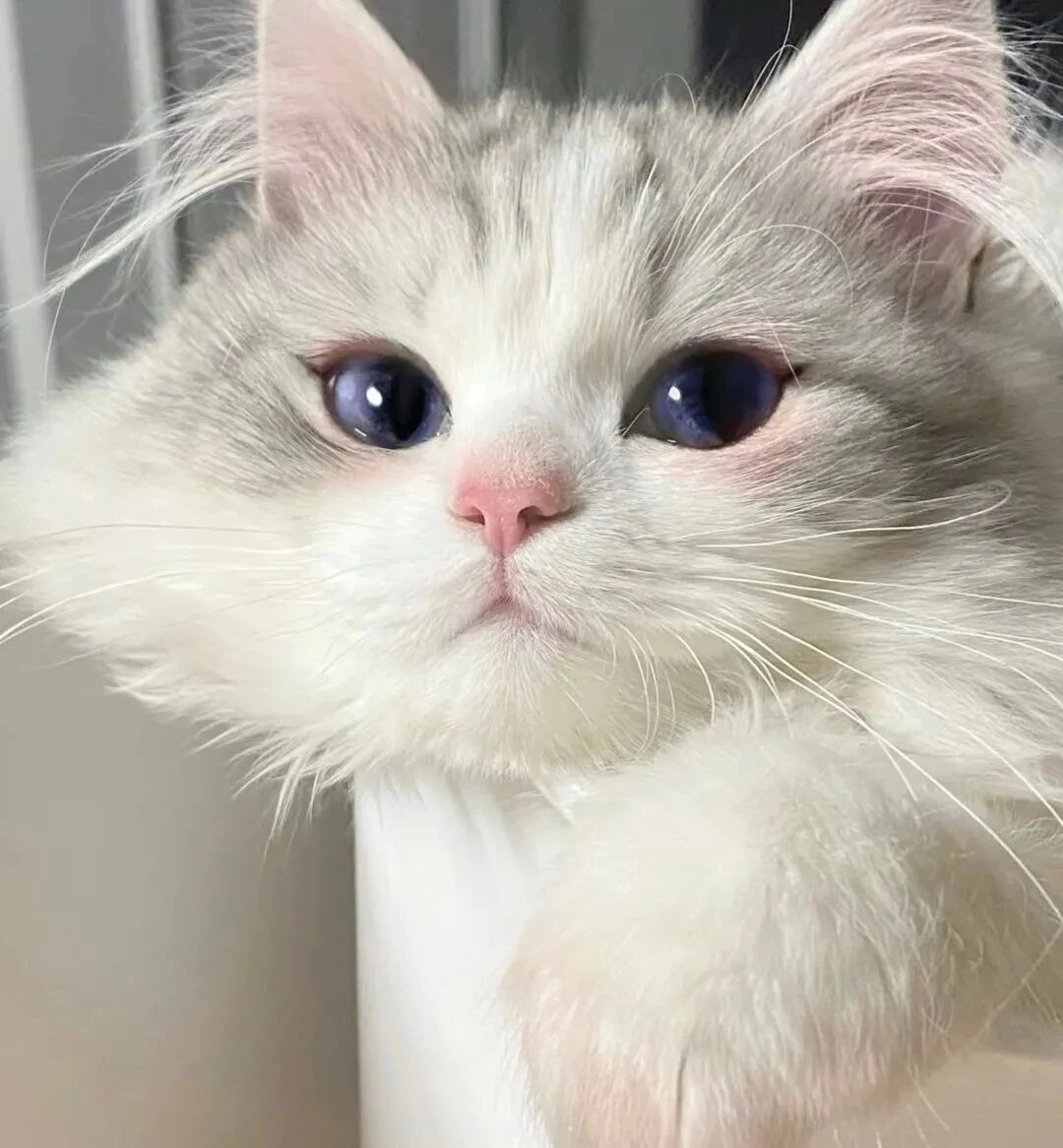 猫咪萌宠头像