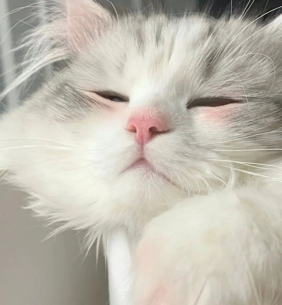 猫咪萌宠头像