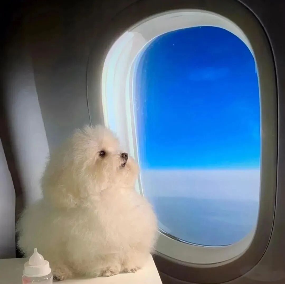 狗狗萌宠头像