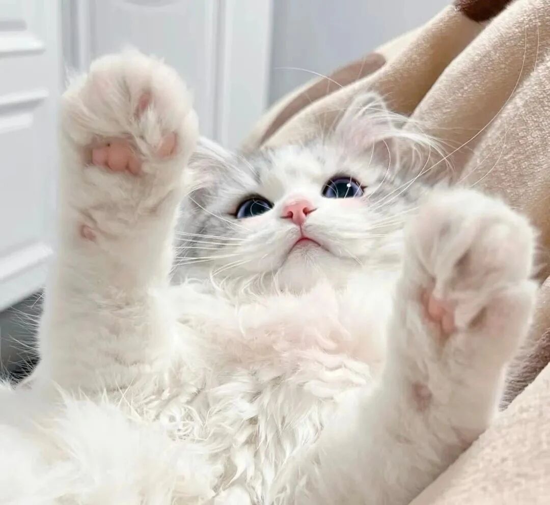 猫咪萌宠头像