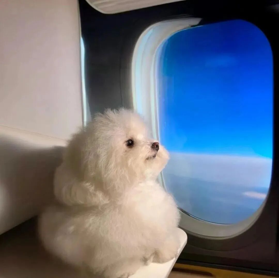 狗狗萌宠头像