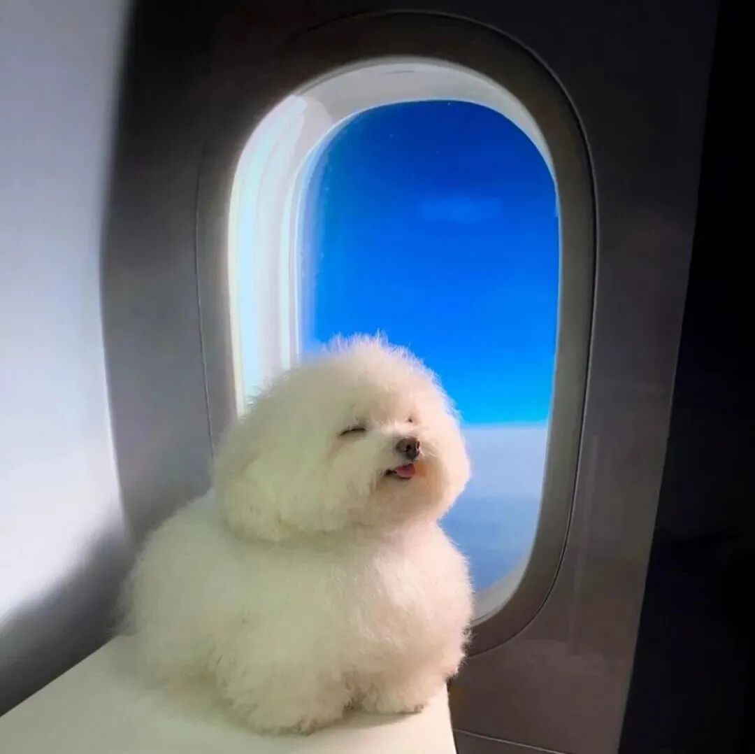 狗狗萌宠头像