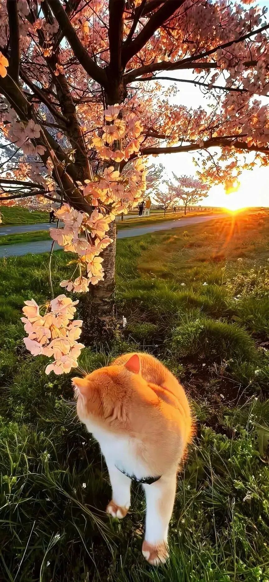 风景