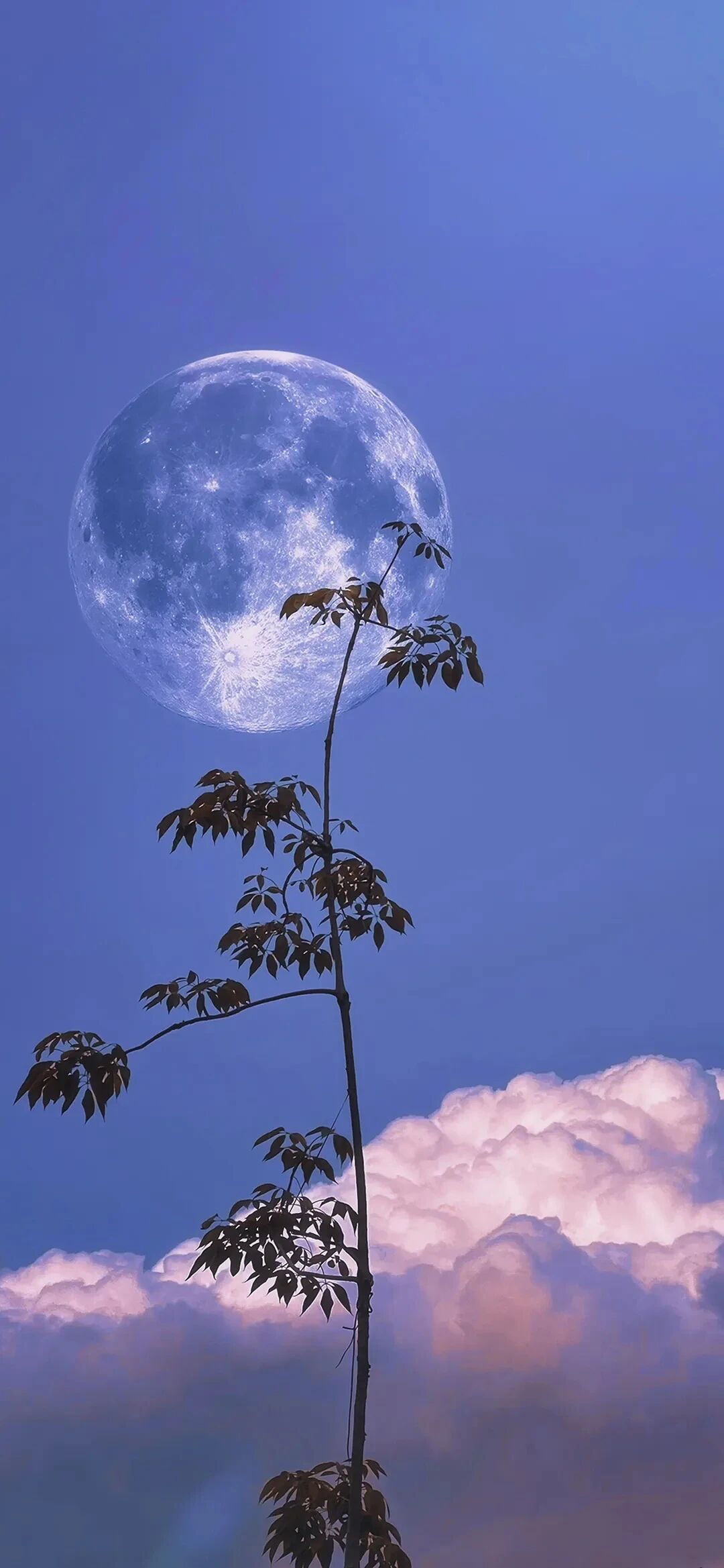 风景