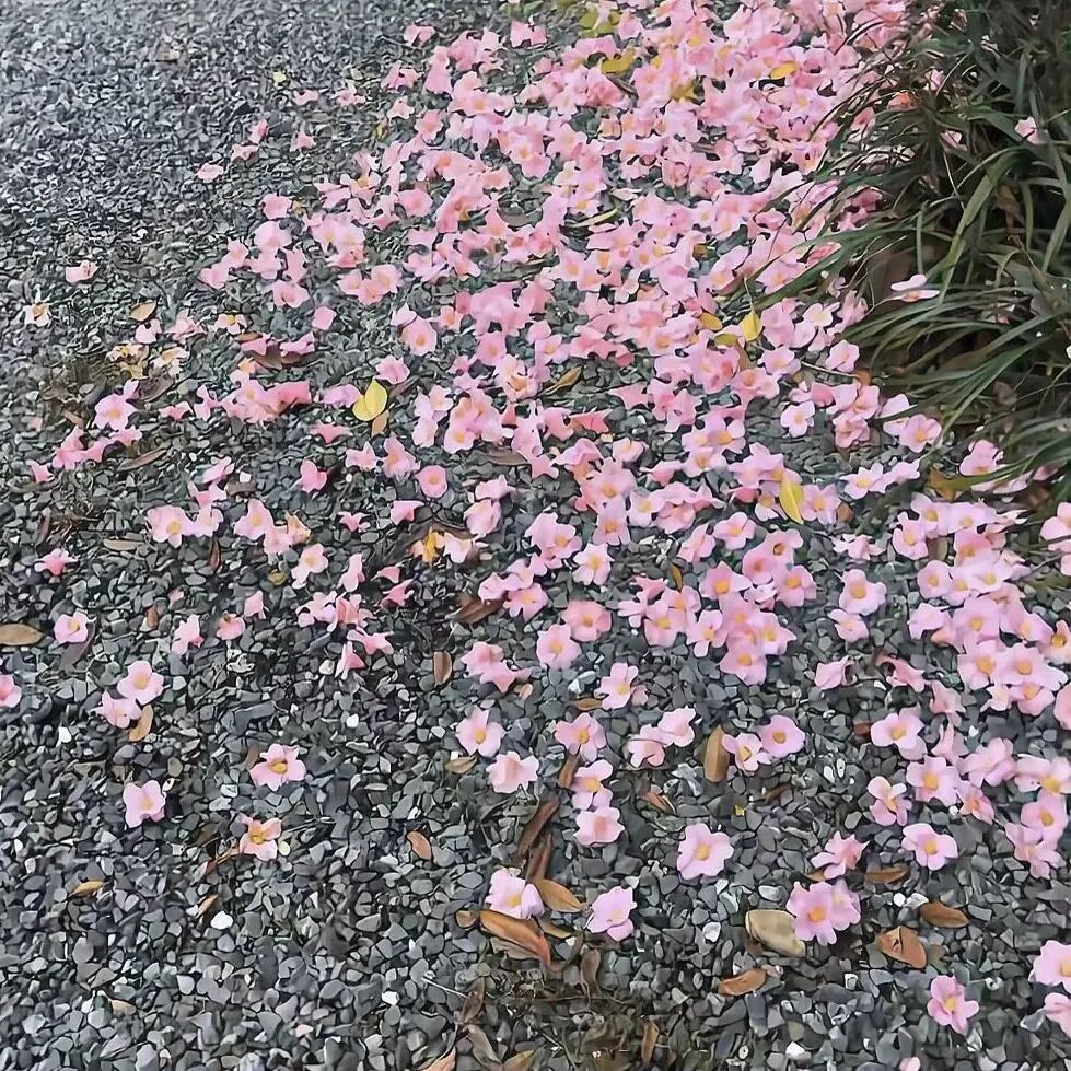 唯美背景图