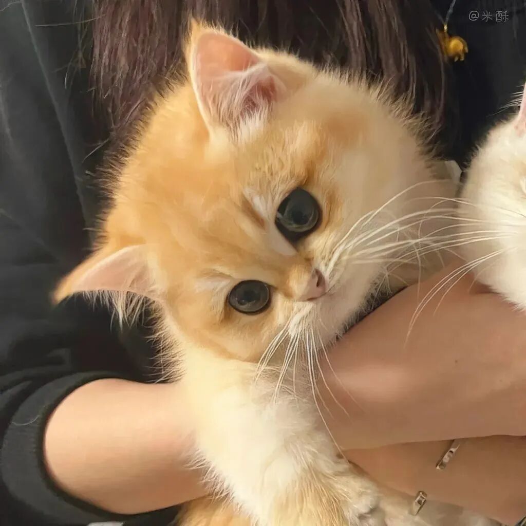 baozhemaomiguimi抱着猫咪二人闺蜜头像真人闺蜜头像