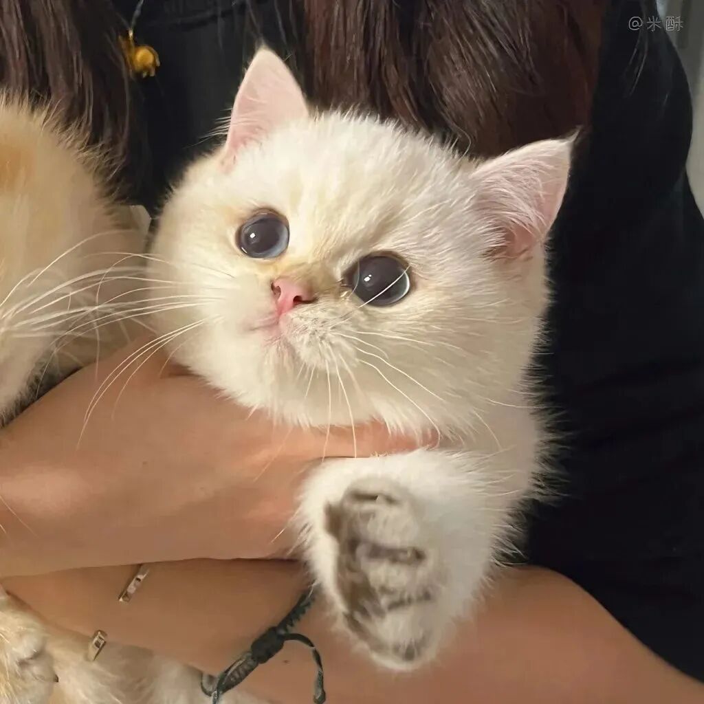 baozhemaomiguimi抱着猫咪二人闺蜜头像真人闺蜜头像