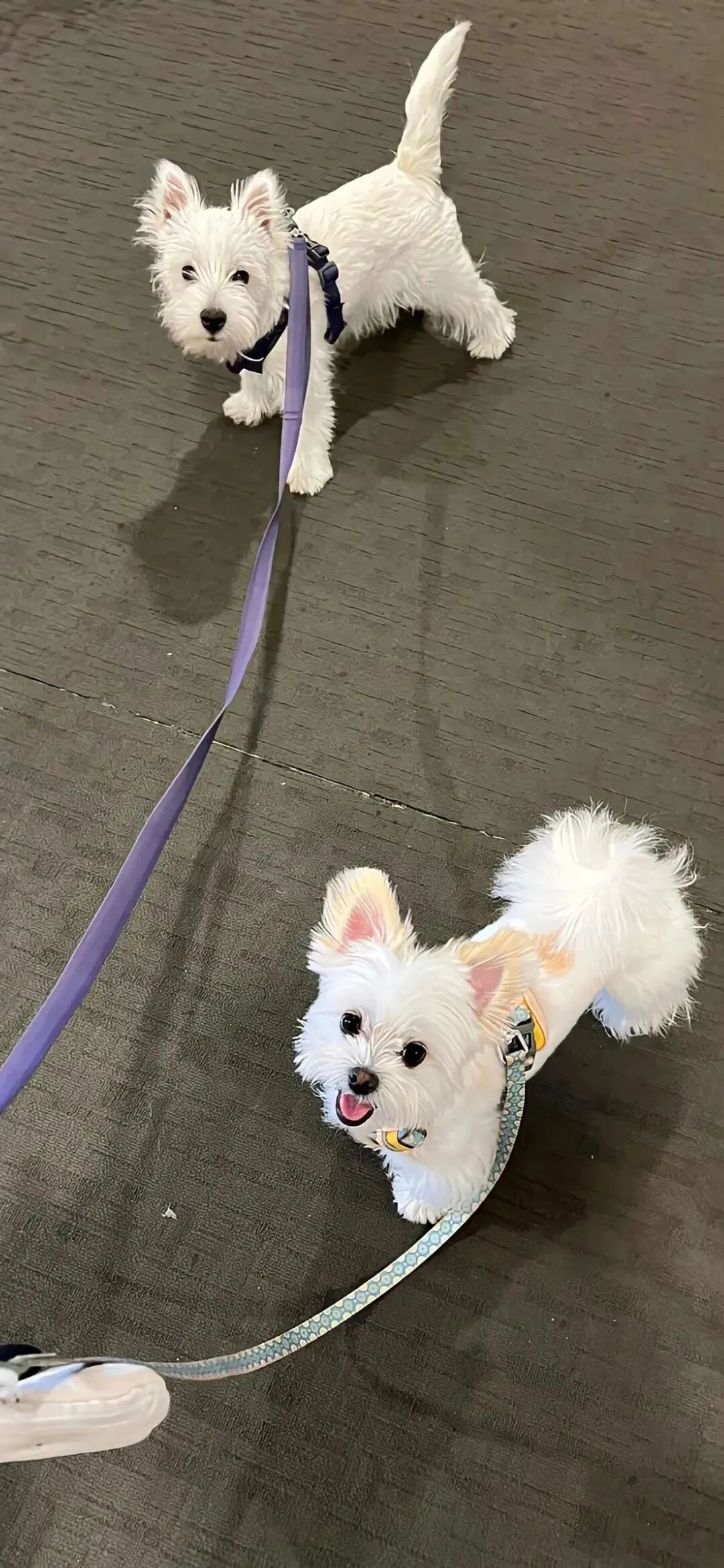 可爱小狗壁纸
