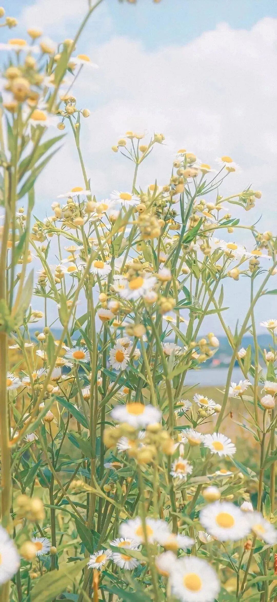 风景