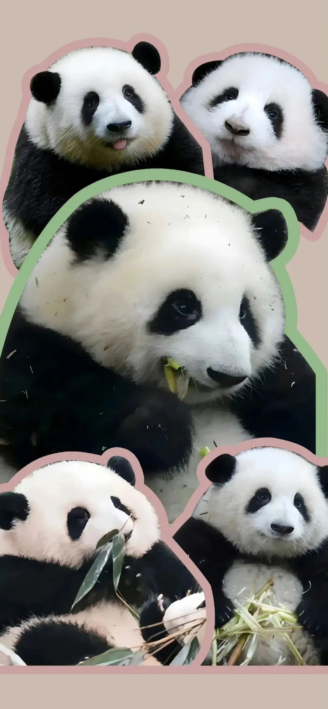 可爱熊猫壁纸
