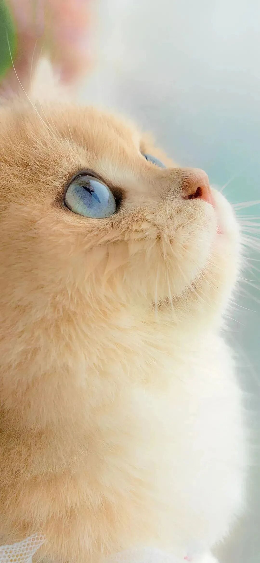 猫咪壁纸氛围感壁纸可爱壁纸