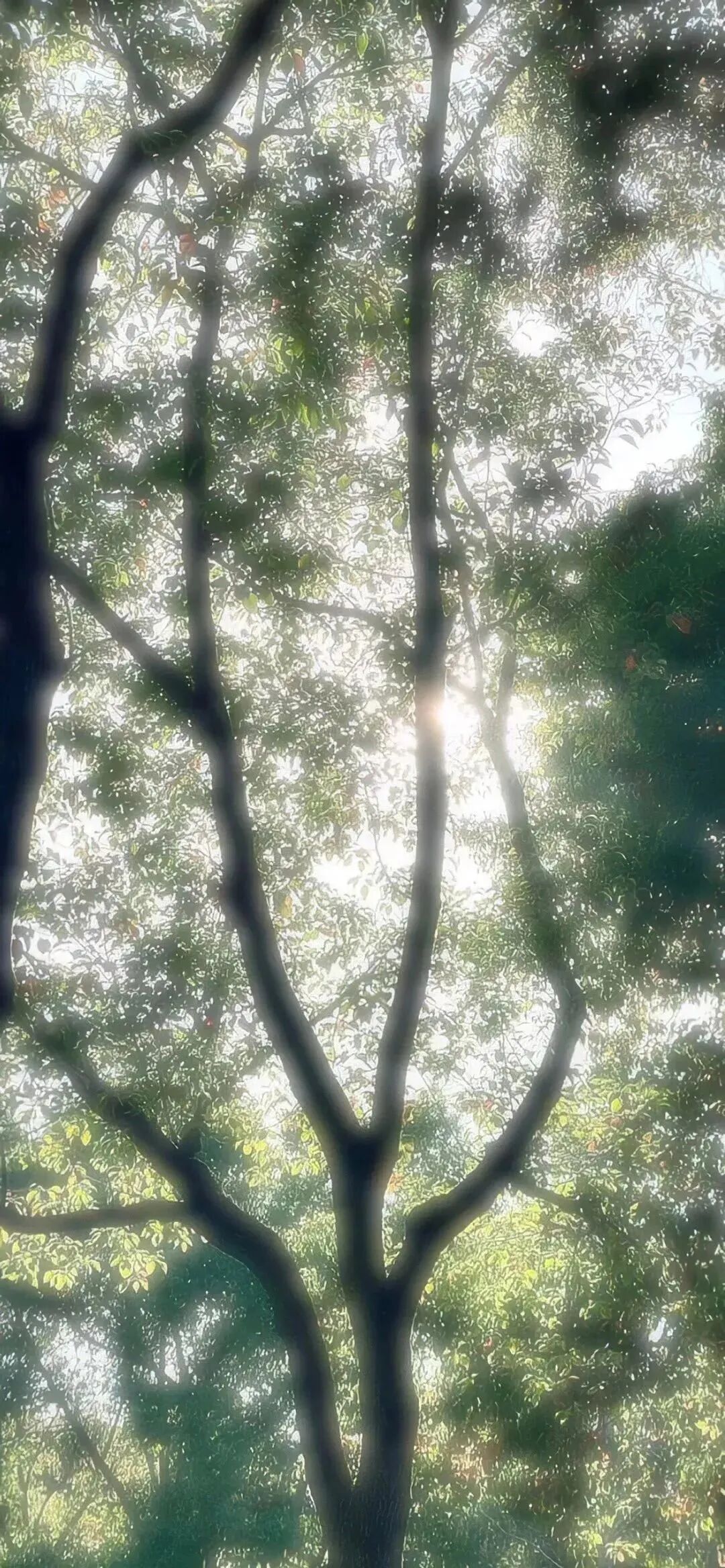风景