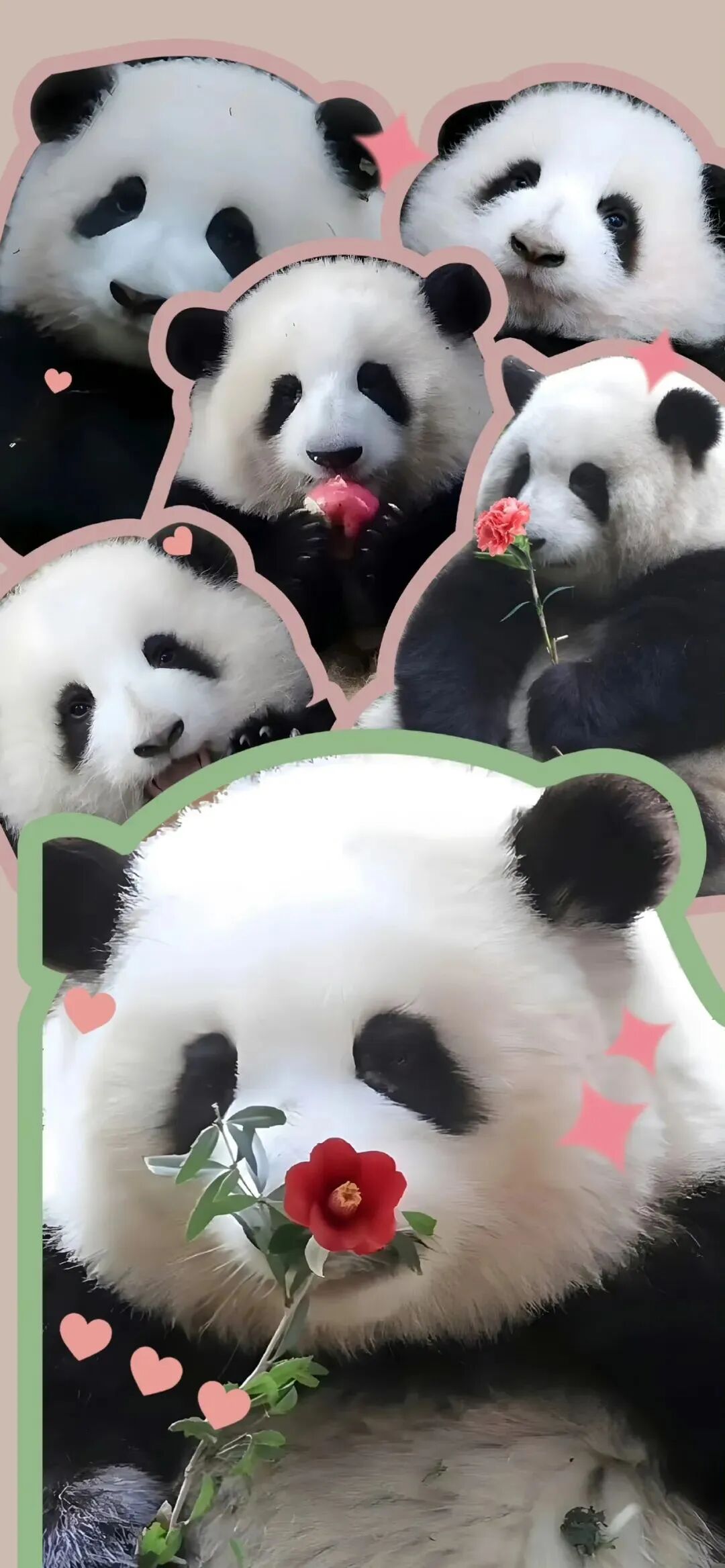 可爱熊猫壁纸