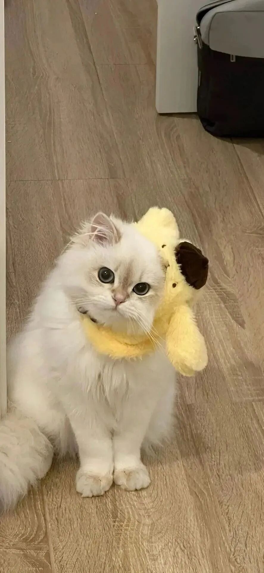 可爱猫咪壁纸