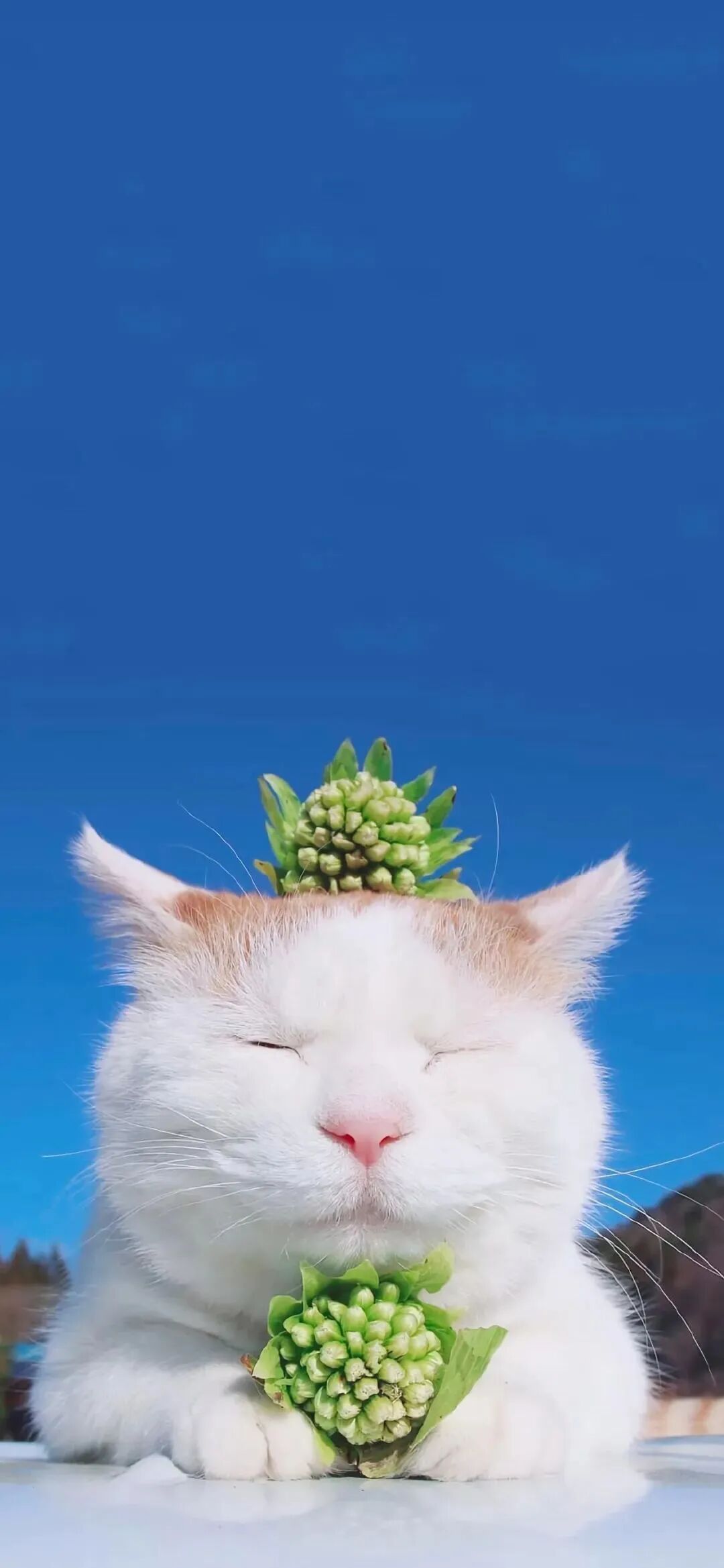 什锦