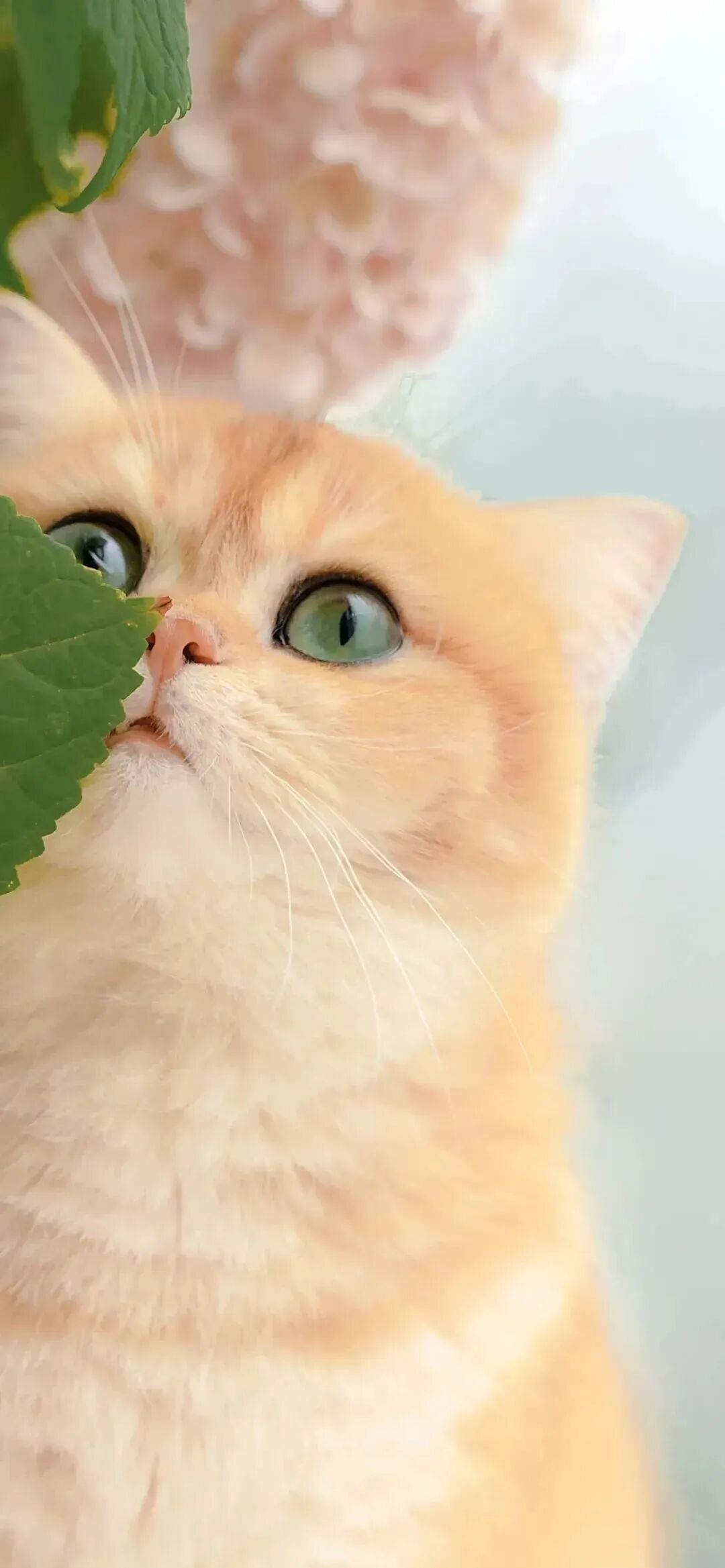 猫咪壁纸氛围感壁纸可爱壁纸
