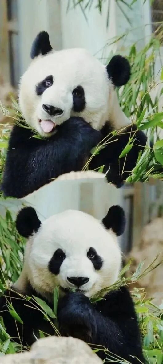 可爱熊猫壁纸
