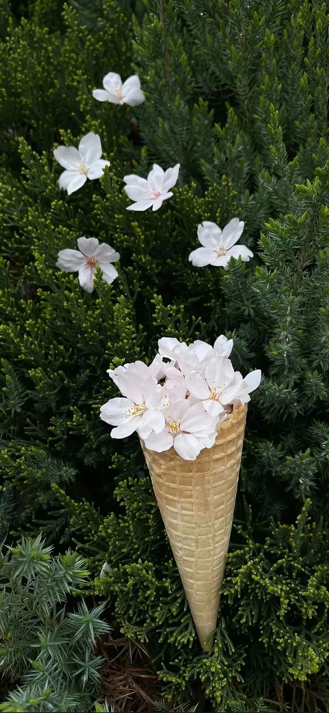 风景