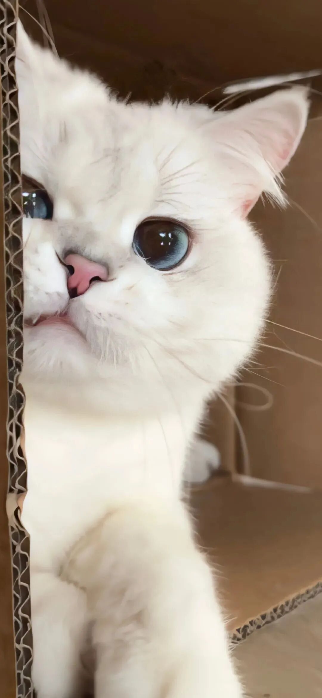 可爱猫咪壁纸