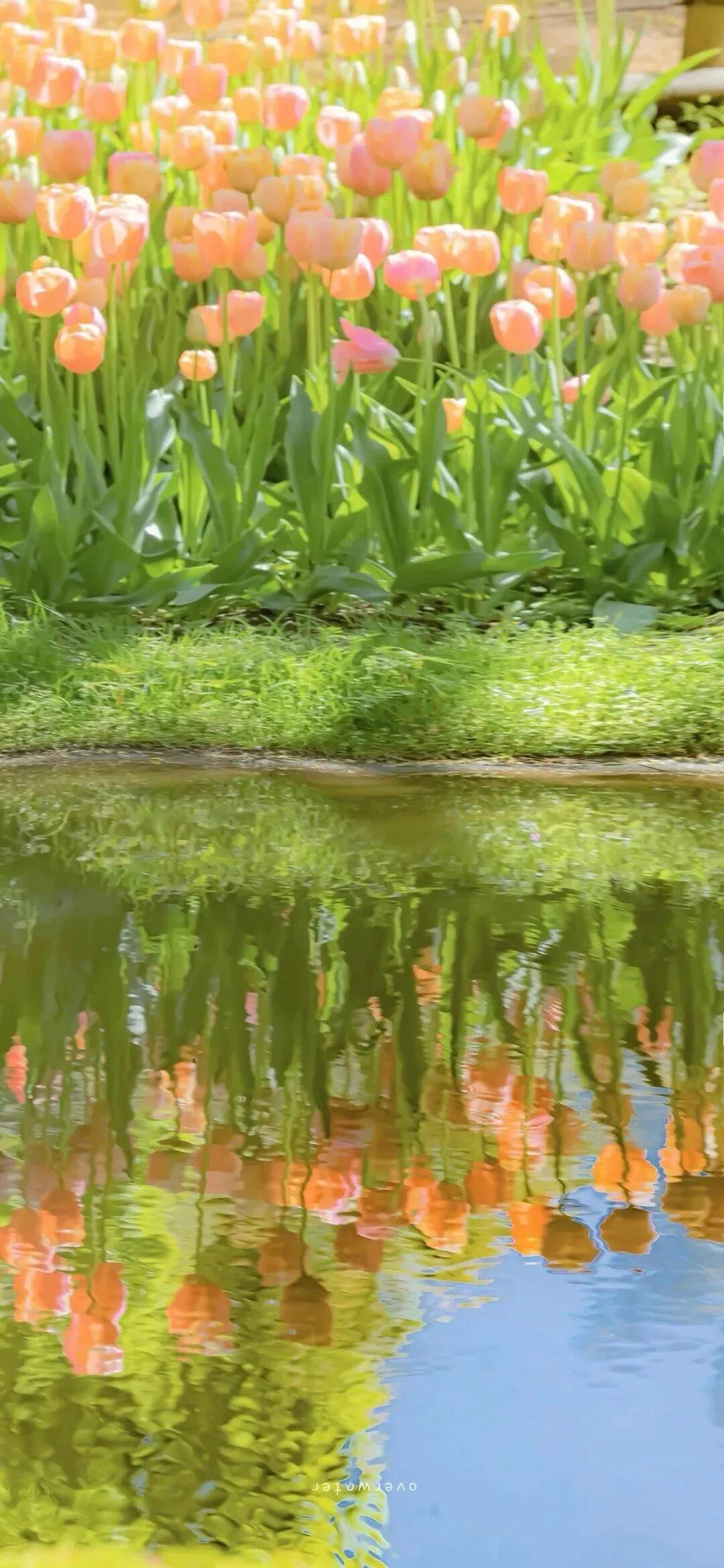 风景