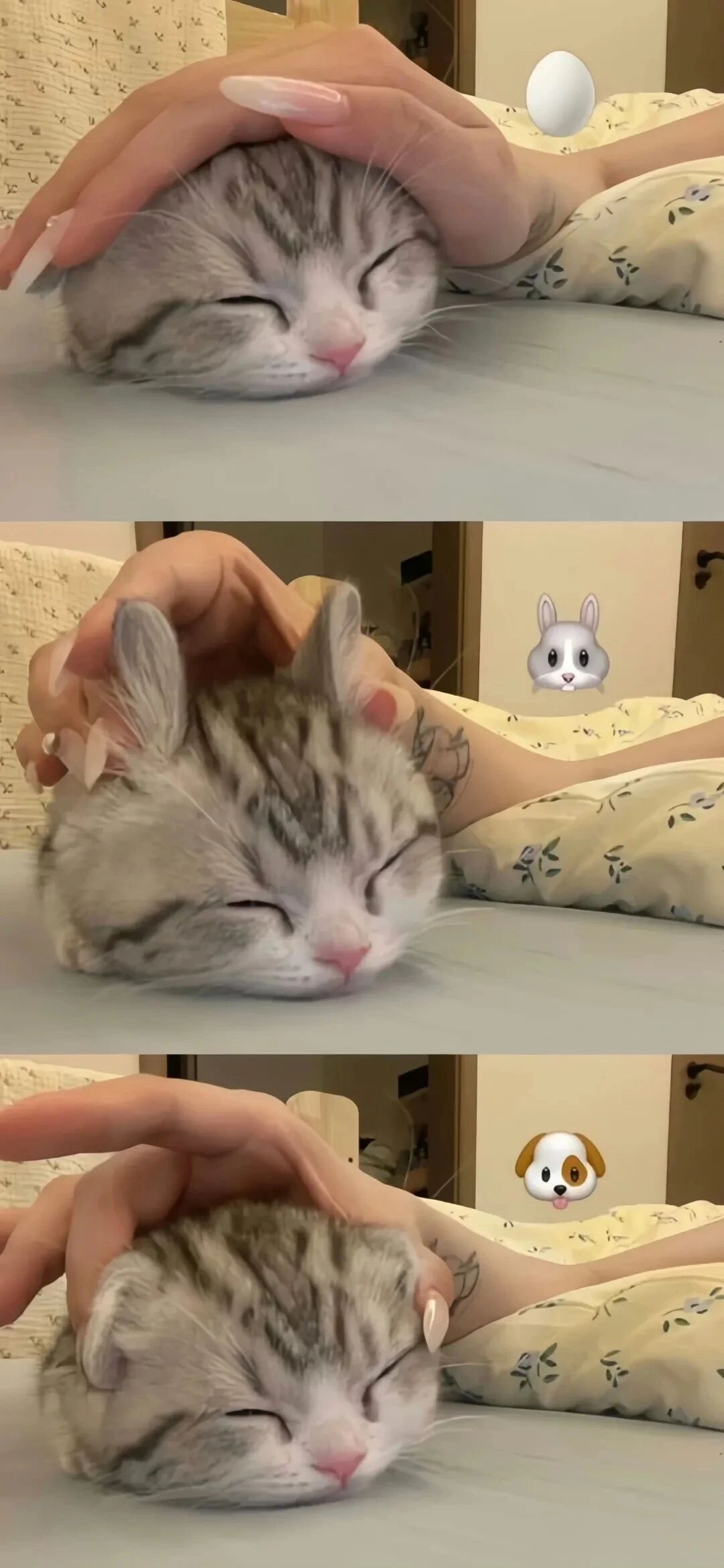 可爱猫咪萌宠壁纸