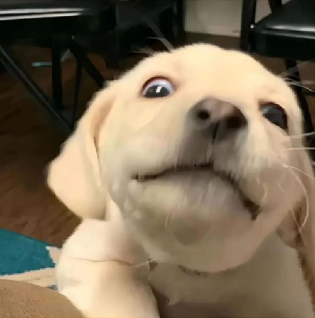 金毛狗狗萌宠头像