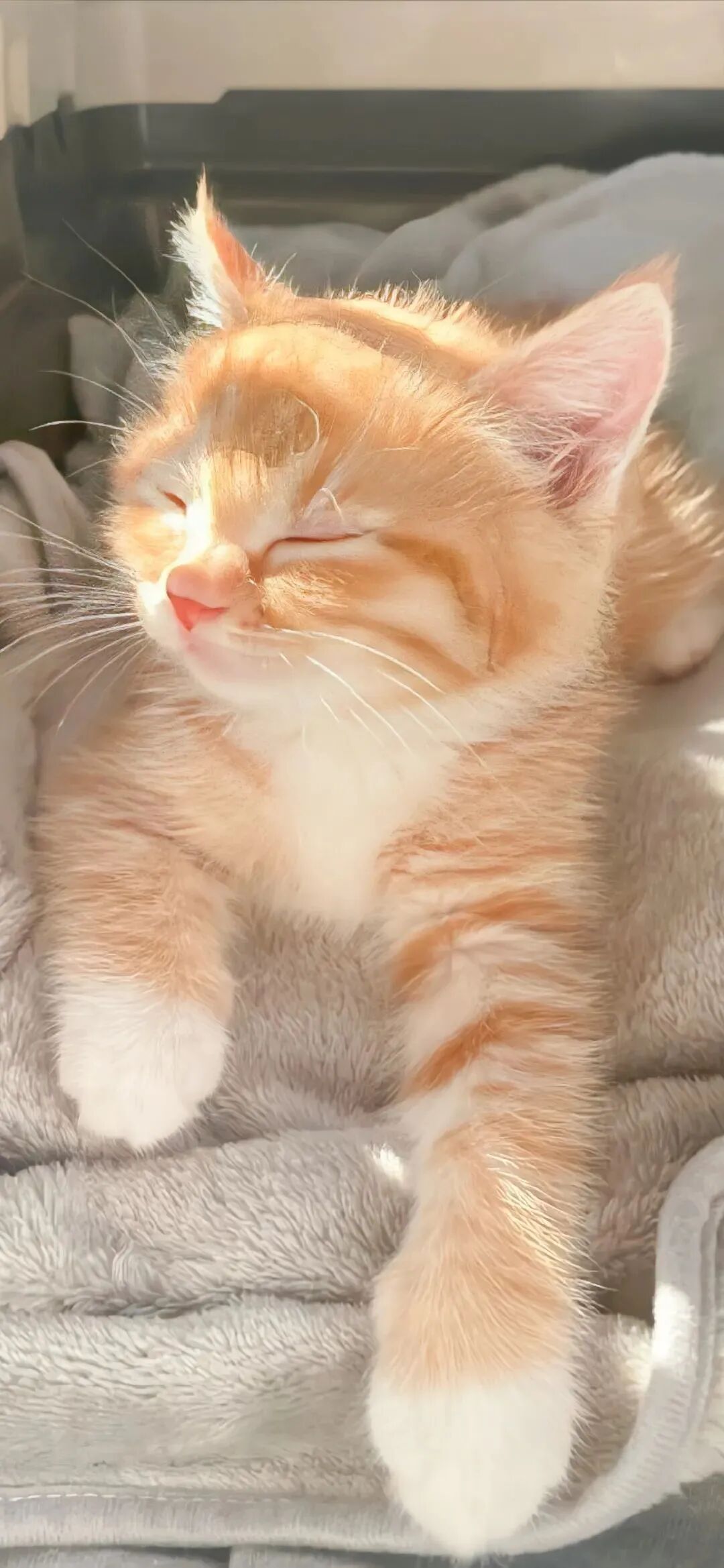 什锦