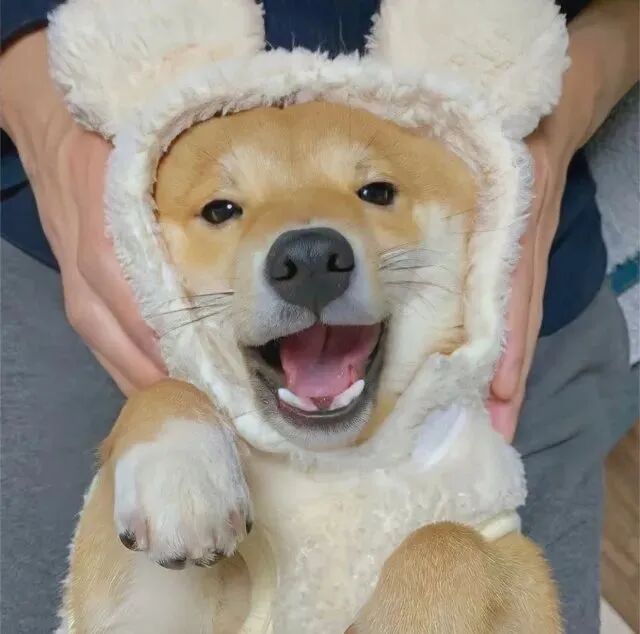 狗狗萌宠头像