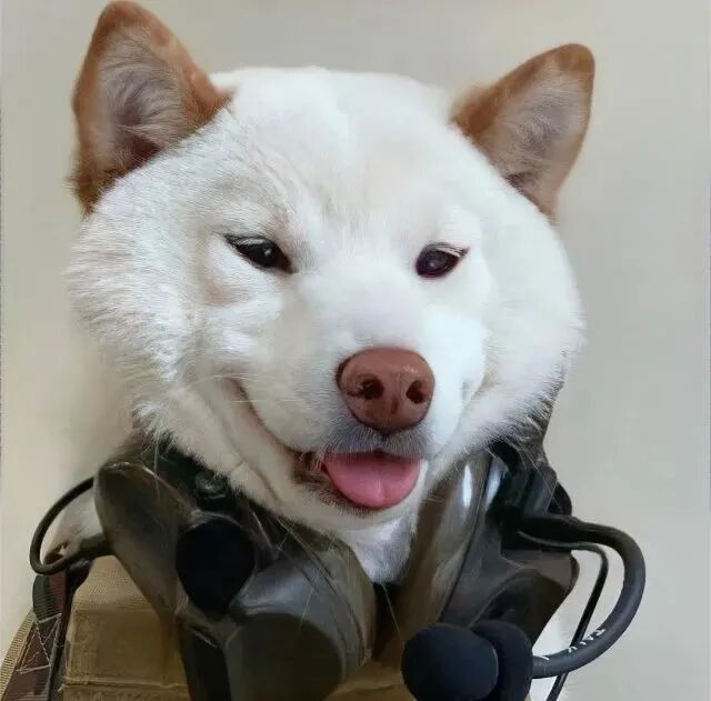沙雕搞怪狗狗萌宠头像