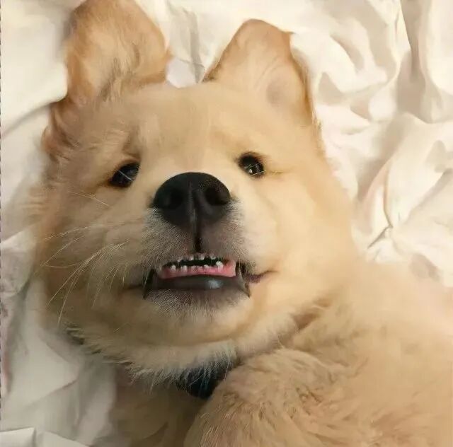沙雕搞怪狗狗萌宠头像