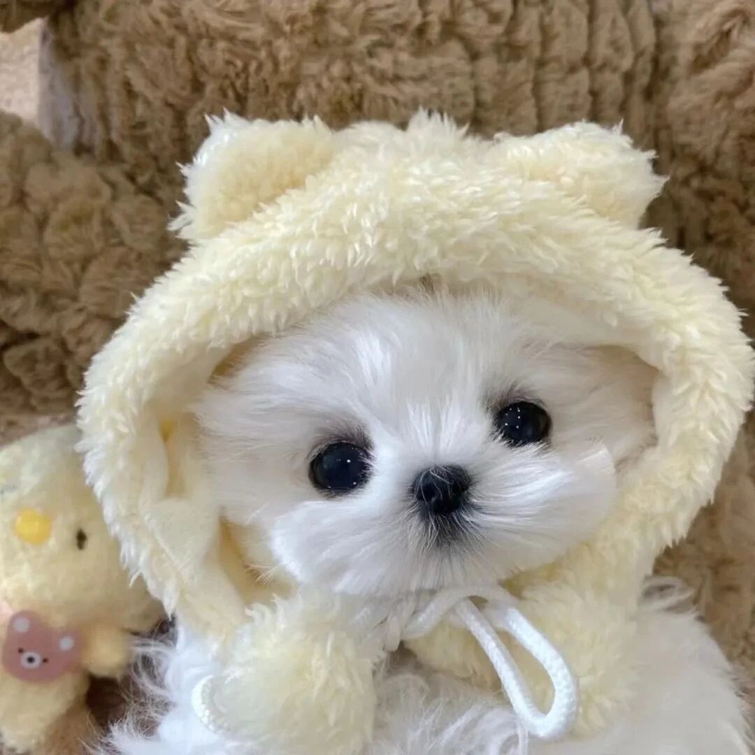 狗狗萌宠头像