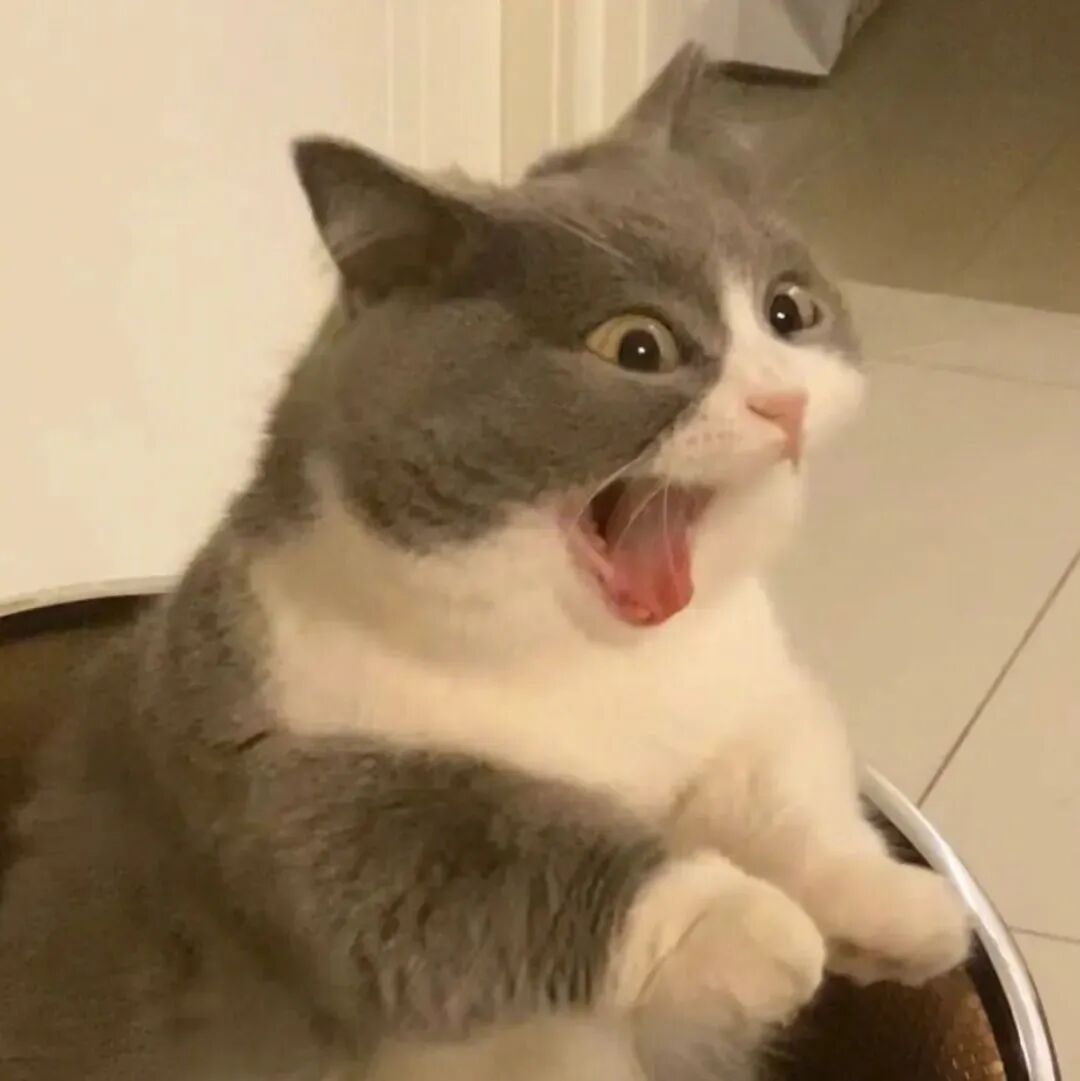沙雕搞怪猫咪萌宠头像