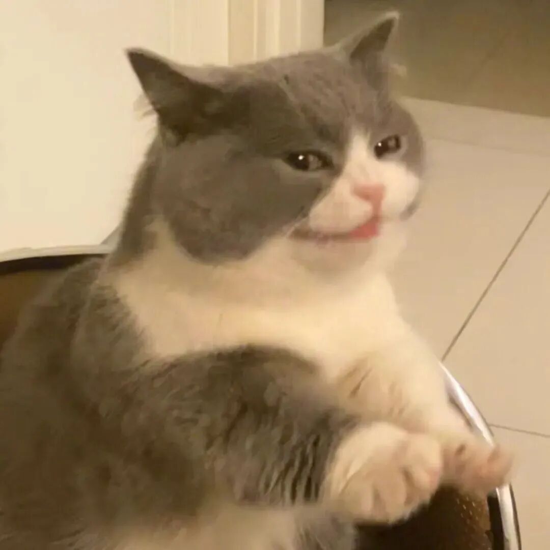 沙雕搞怪猫咪萌宠头像