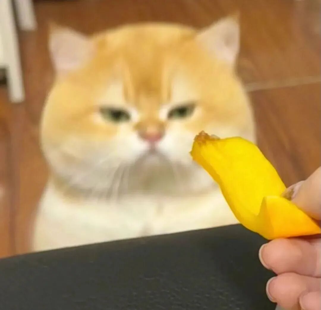 沙雕搞怪猫咪萌宠头像