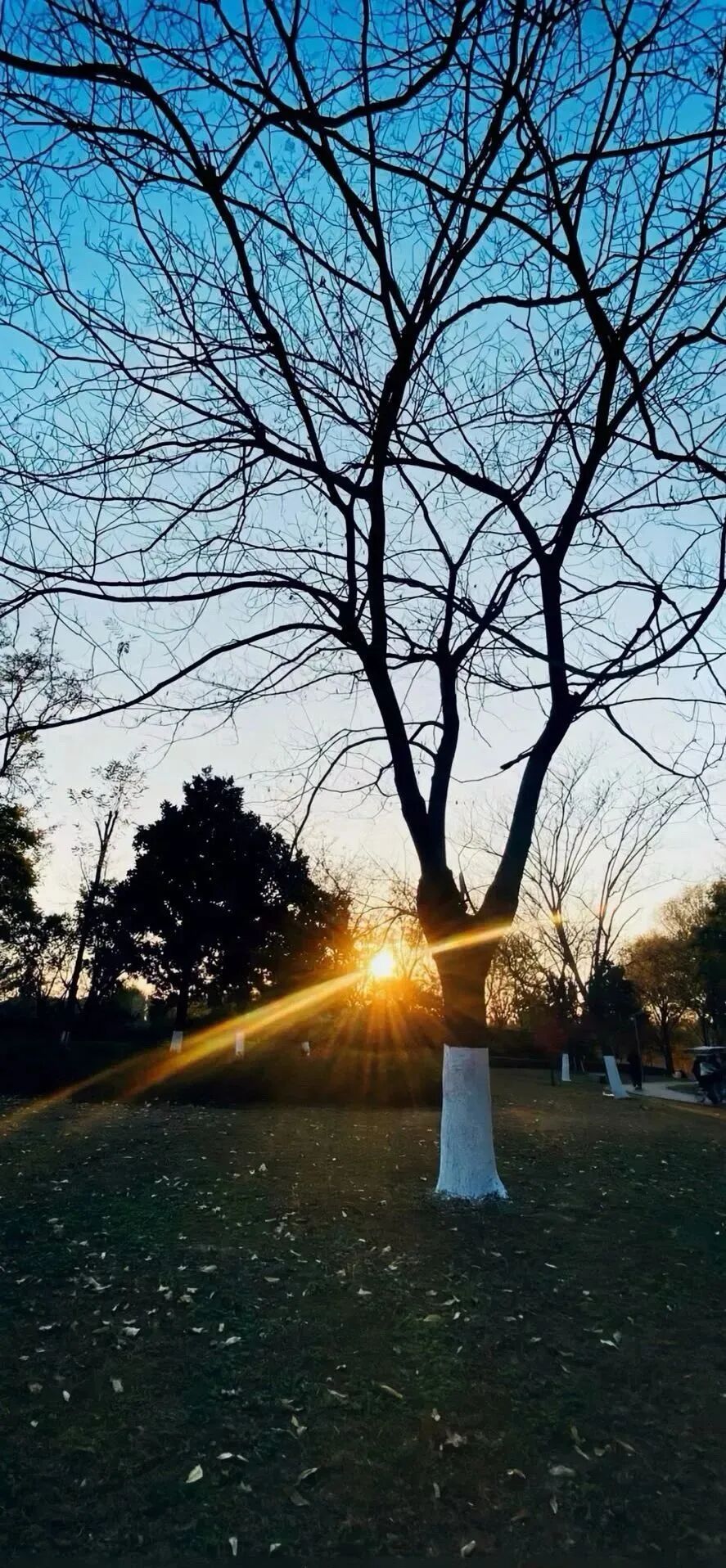 风景