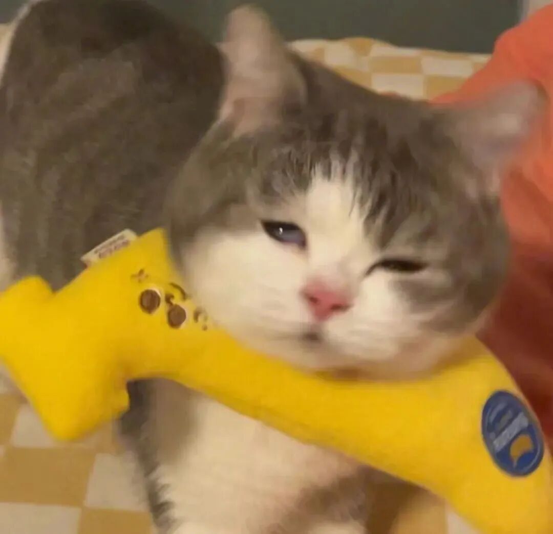 沙雕搞怪猫咪萌宠头像