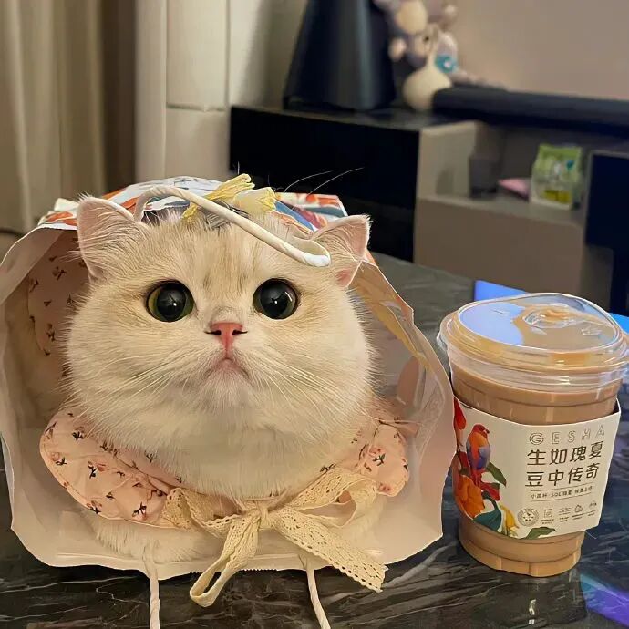 萌宠 萌宠头像  小猫头像 可爱 可爱头像