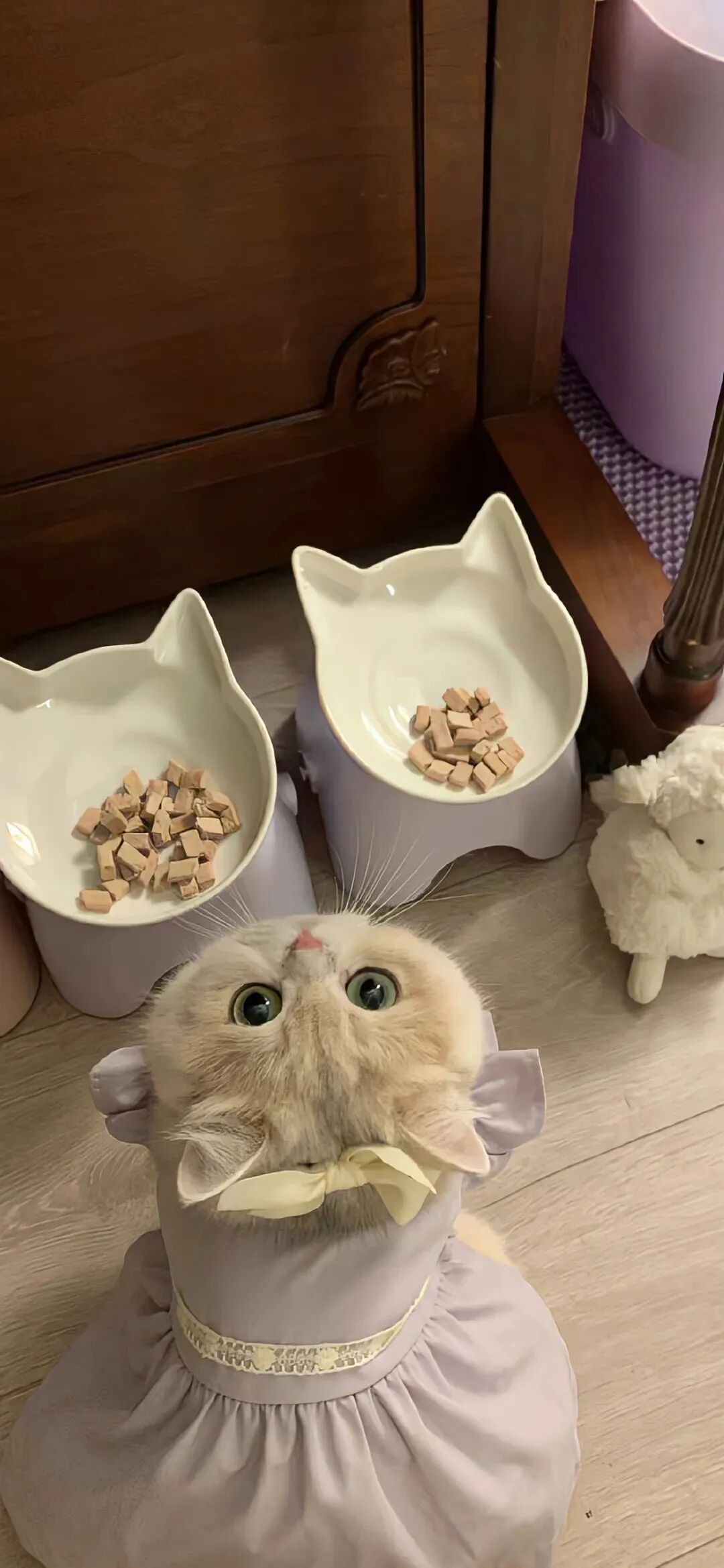 可爱猫咪萌宠壁纸