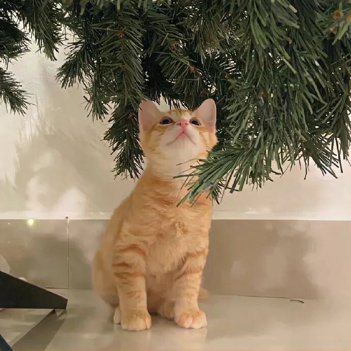 萌宠 萌宠头像  小猫头像 可爱 可爱头像