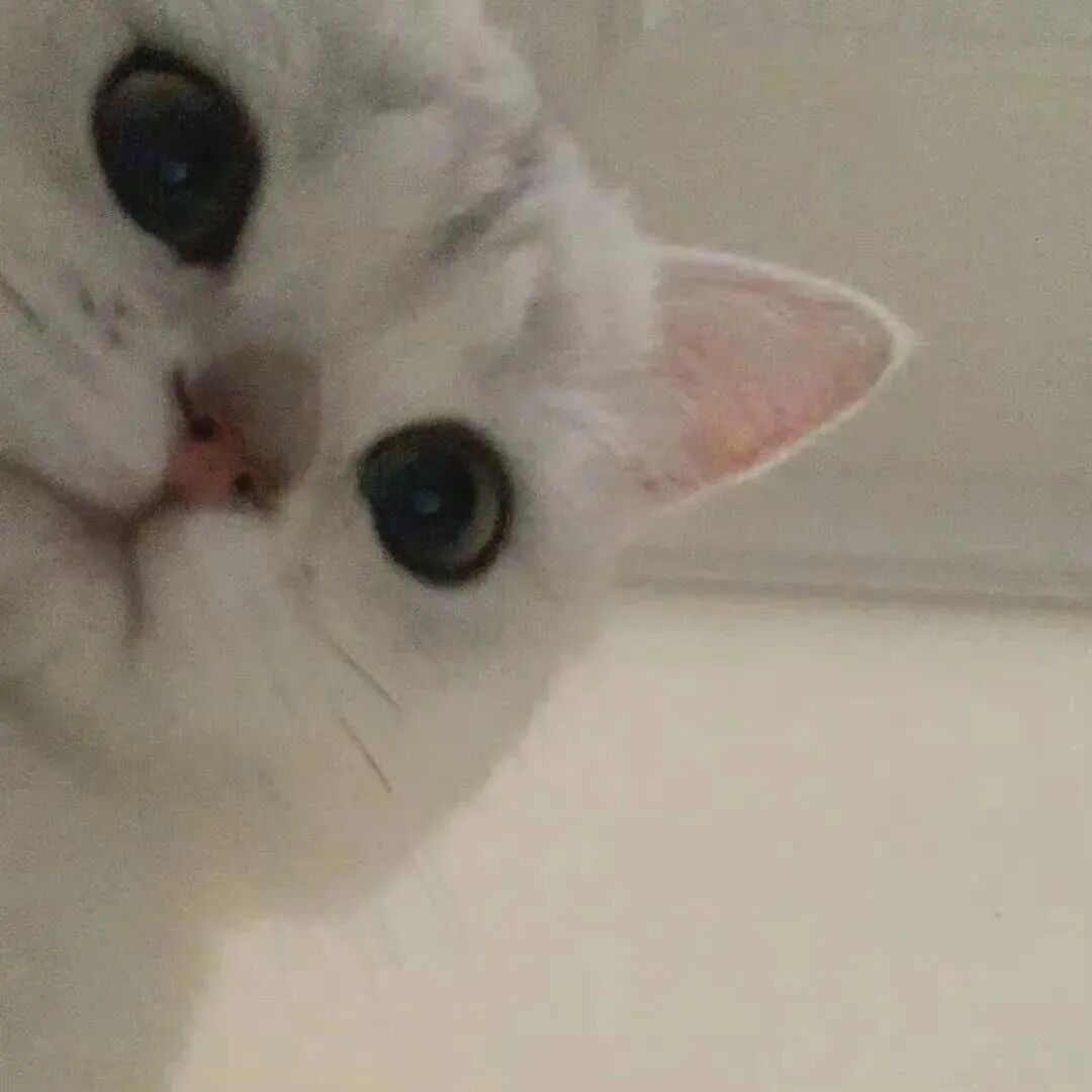 萌宠 萌宠头像  小猫头像