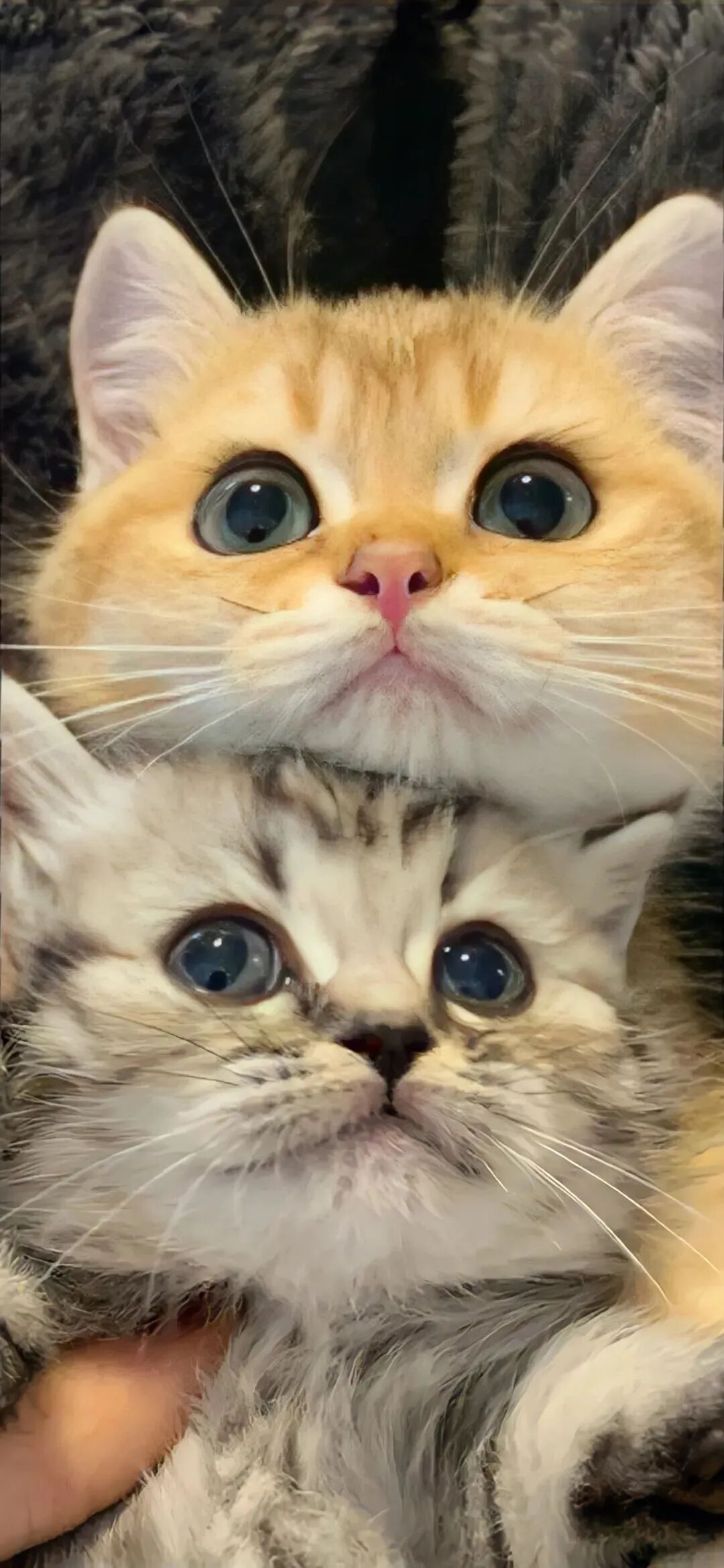 什锦