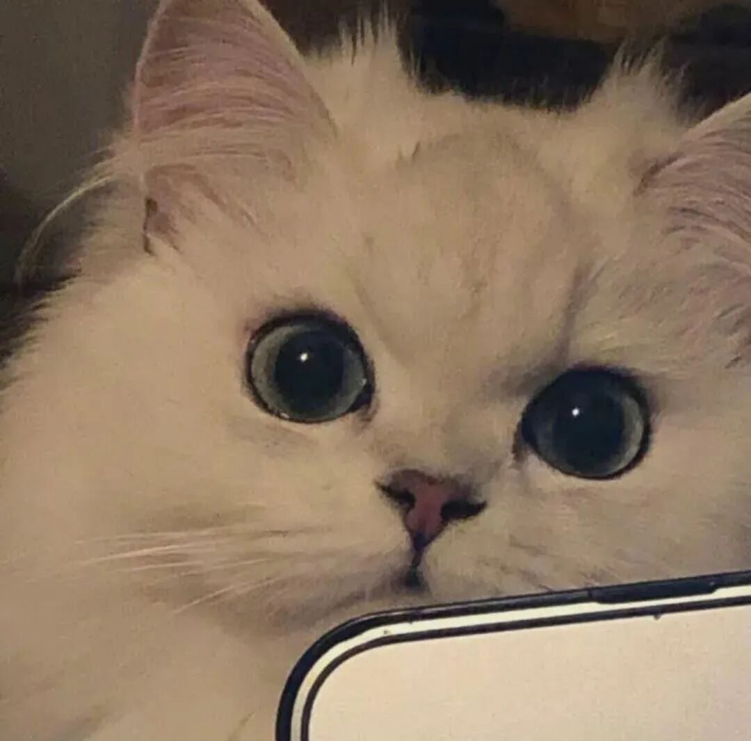 萌宠 萌宠头像  小猫头像