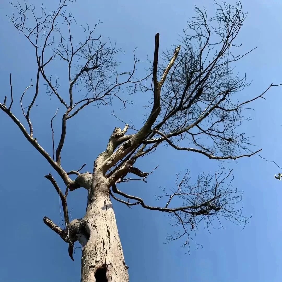 树木高级感朋友圈背景图