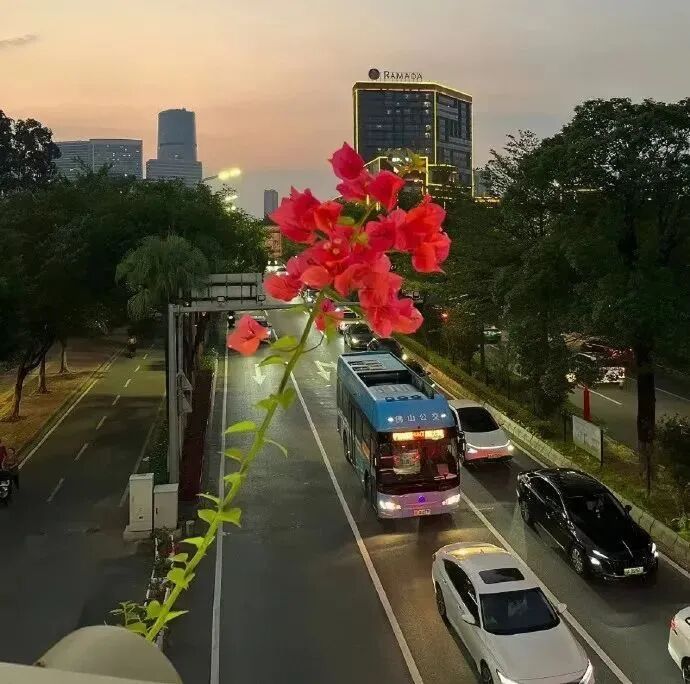 鲜花朋友圈背景图