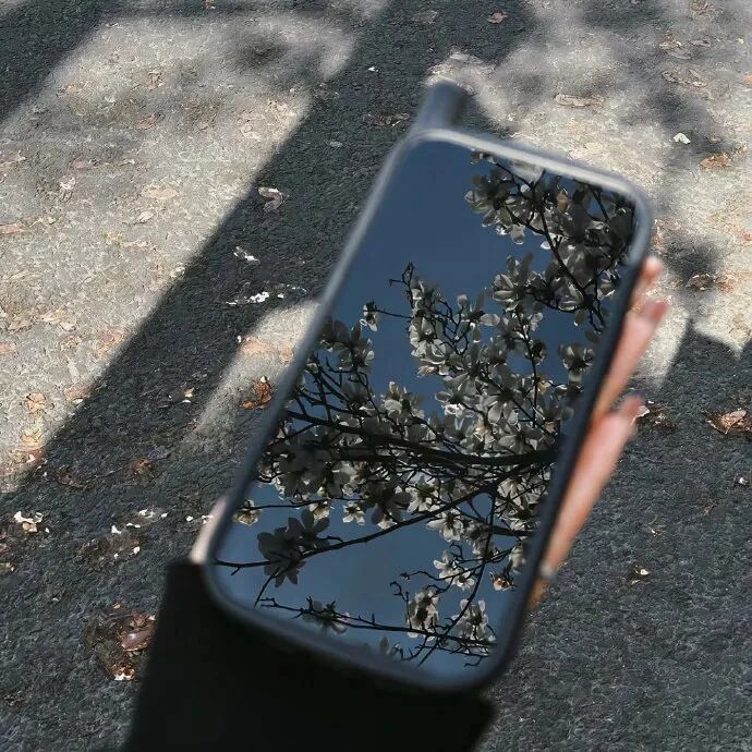 手机鲜花意境朋友圈背景图
