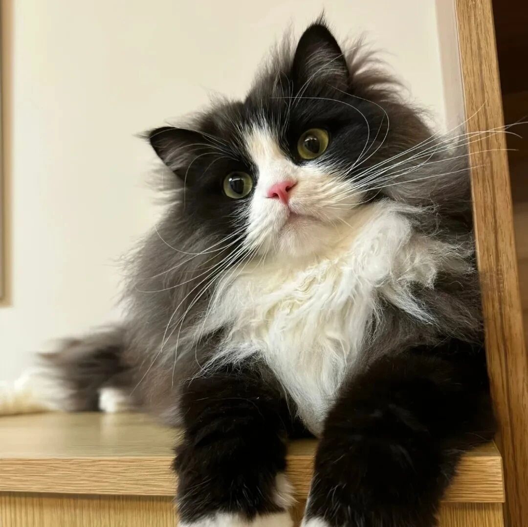 可爱猫咪萌宠头像
