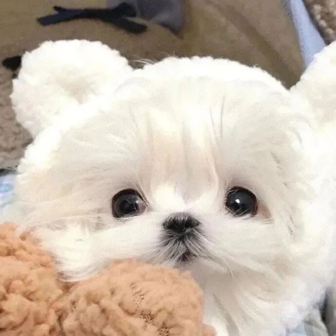可爱狗狗萌宠头像