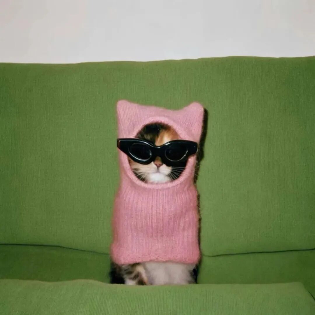 墨镜猫咪萌宠头像